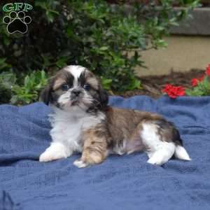 Blueberry, Shih Tzu Puppy